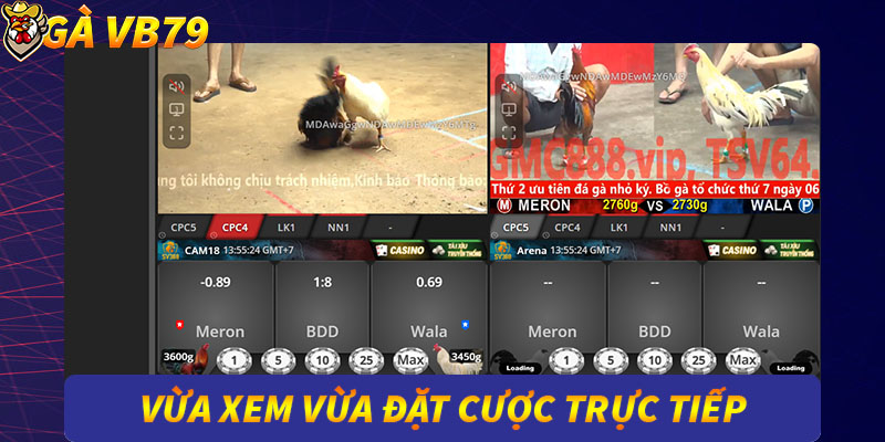 đá gà trực tiếp tại gà vb79